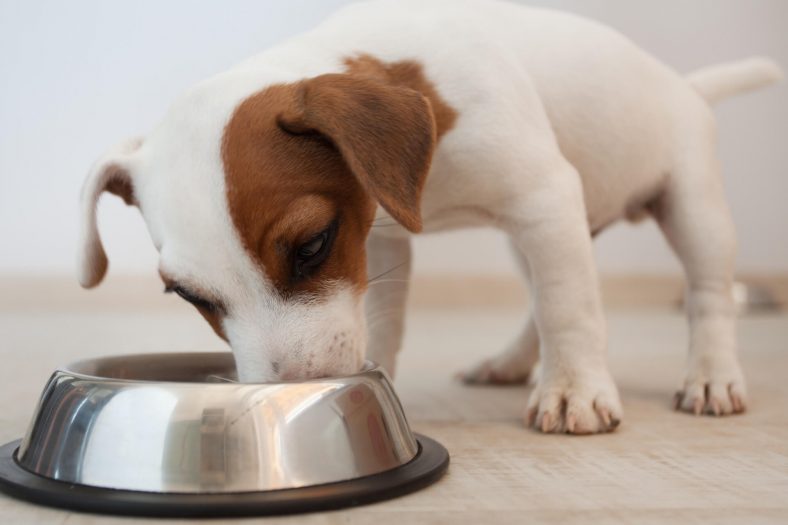 Yavru Köpek Nasıl Beslenmeli?