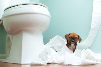 Yavru Köpeklerde Tuvalet Eğitimi