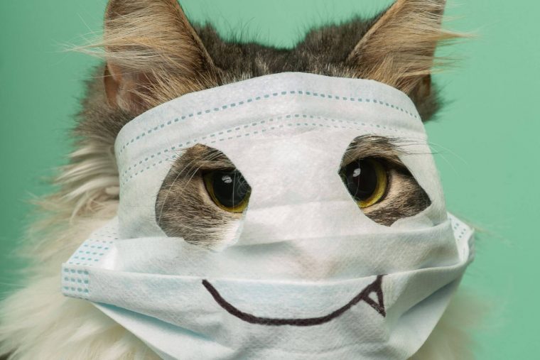 Astım Hastaları Kedi Besleyebilir mi?