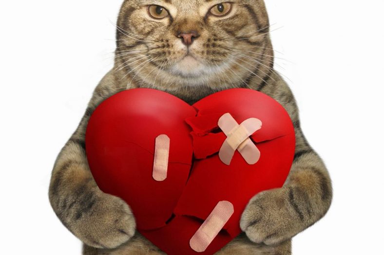 hayvan sağlığı kalp sorunu