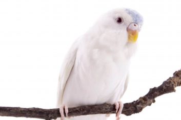 Albino Muhabbet Kuşu İsimleri