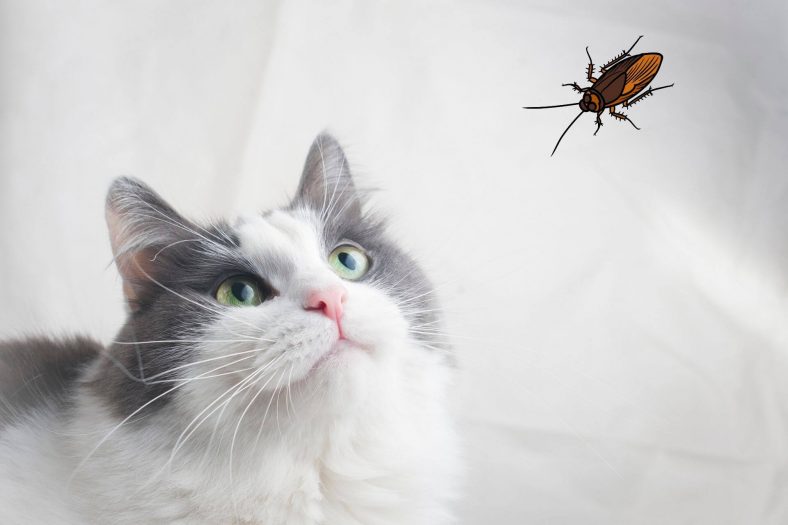 Hamam Böceği Kediye Zarar Verir mi?