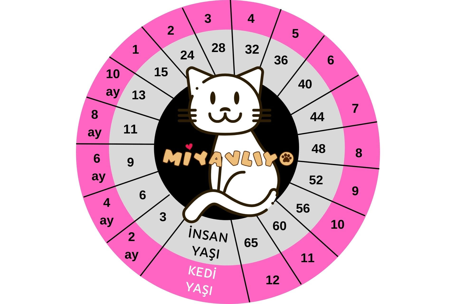 Kedi Yaşı Nasıl Hesaplanır? Miyavliyo