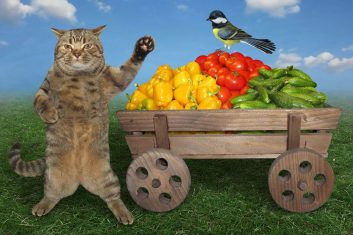 Kediler Hangi Sebzeleri Yer?