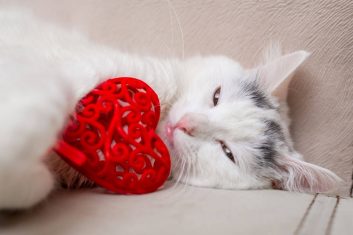 Kedilerde Kalp Hastalığı