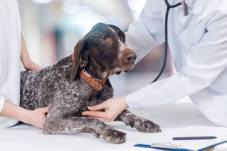 Köpek sahiplenmek kalp hastalıkları riskini azaltıyor - Güncel yaşam haberleri – Sözcü