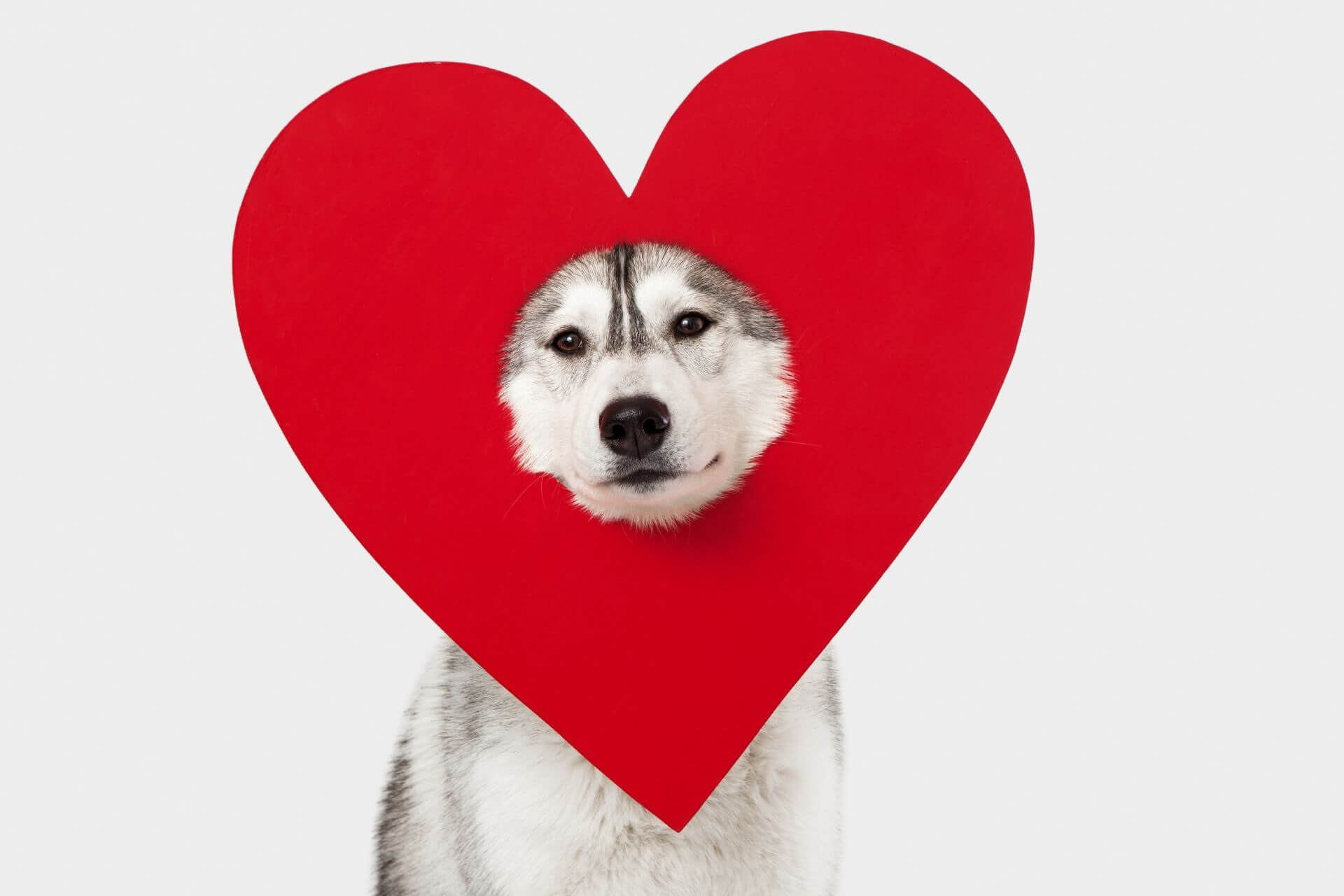 Köpeklerde Kalp Hırıltısı: Önlem ve İlk Yardım - My Animals