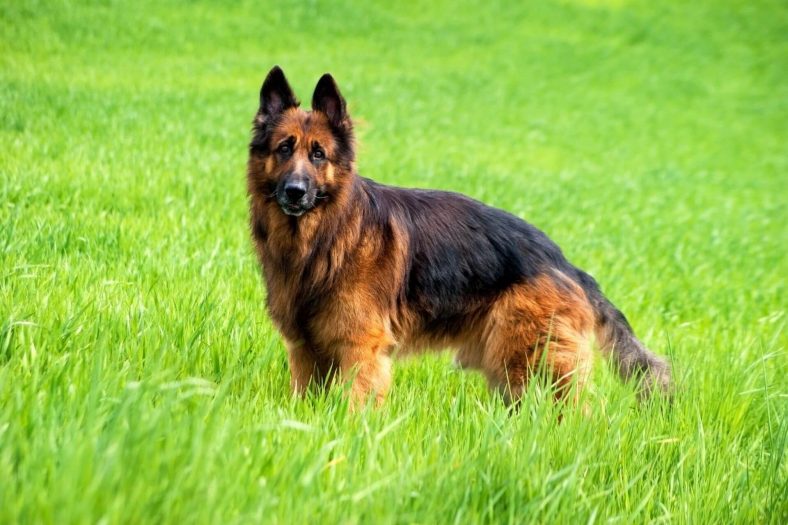 Alman Çoban Köpeği