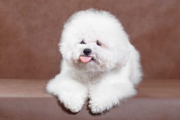 Bichon Frise Özellikleri ve Bakımı