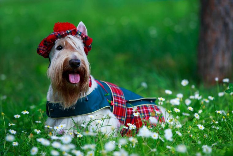 İskoç Köpek Cinsleri