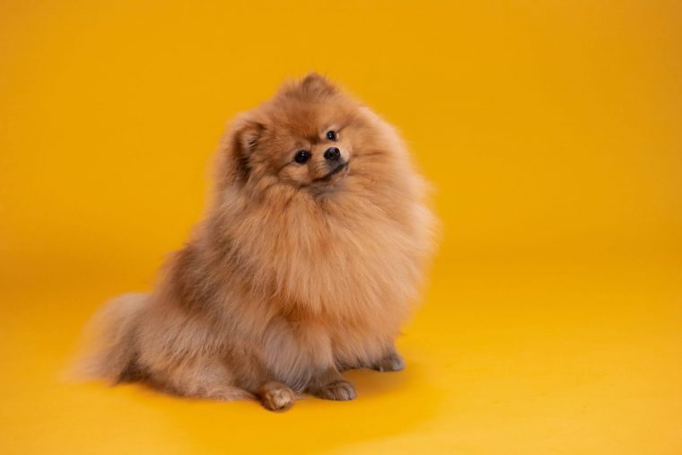 Pomeranian Boo Özellikleri ve Bakımı