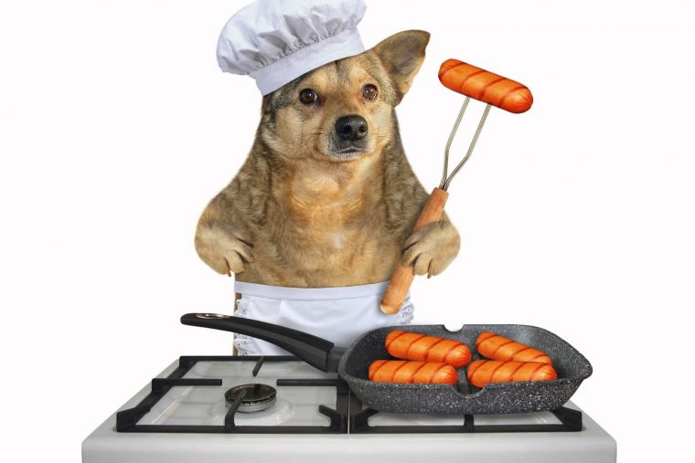 Sosis Köpek Özellikleri ve Bakımı