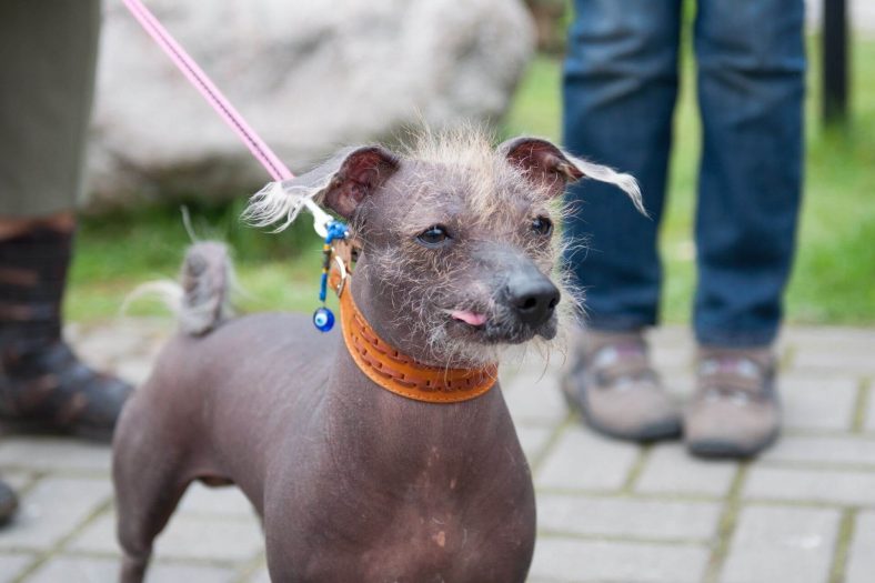 Tüysüz Çin Köpeği Cinsi