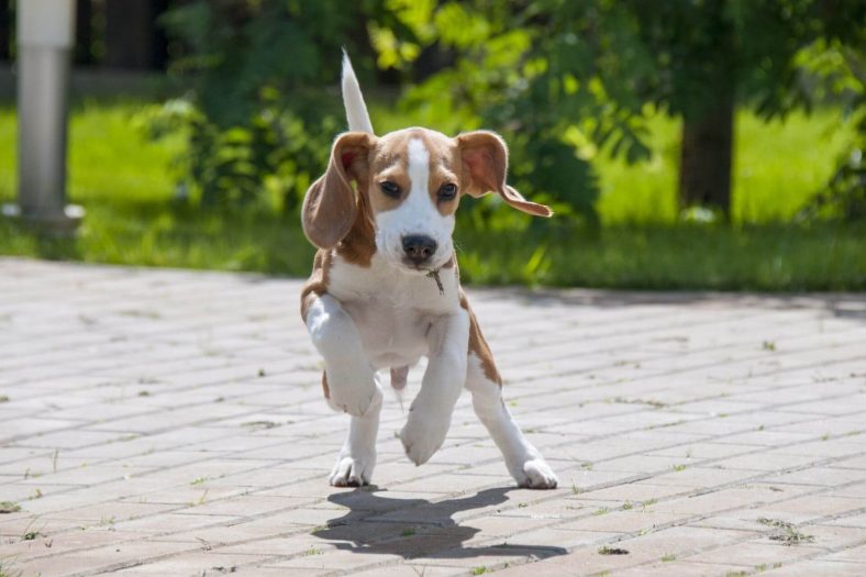 Beagle Köpek Cinsi