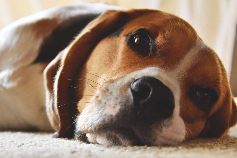 Beagle Köpek Cinsi Özellikleri ve Bakımı