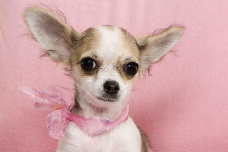 Chihuahua Özellikleri ve Bakımı