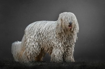 Komondor Özellikleri ve Bakımı