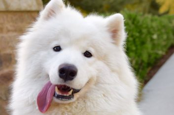 Samoyed Köpek Cinsi Özellikleri ve Bakımı