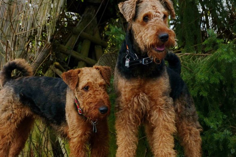 Airedale Terrier Cinsi