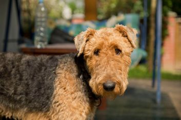 Airedale Terrier Özellikleri ve Bakımı