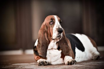 Basset Hound