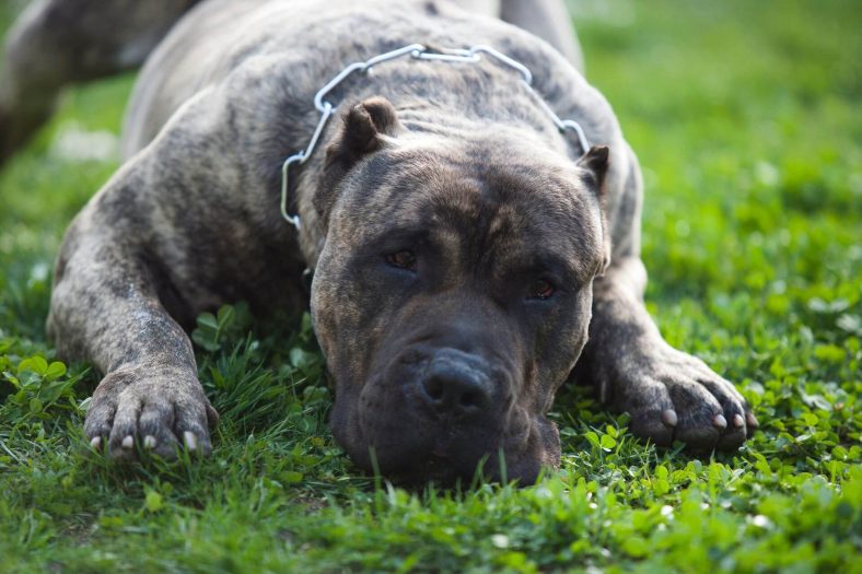 Dogo Canario