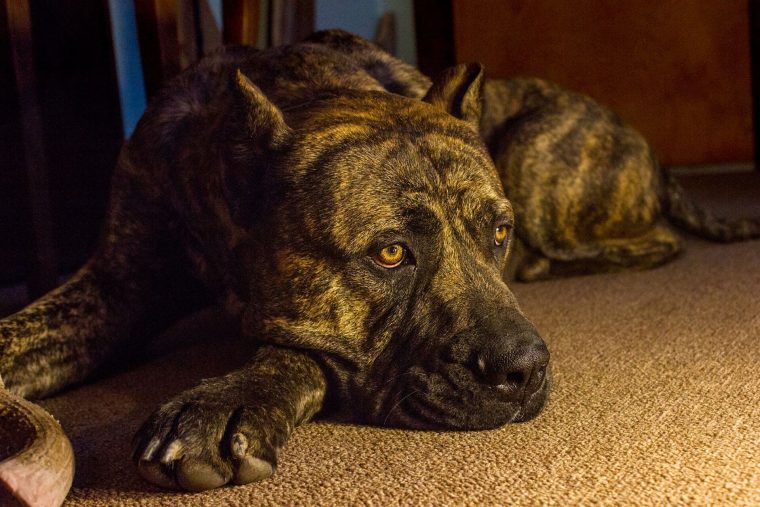 Presa Canario Özellikleri ve Bakımı