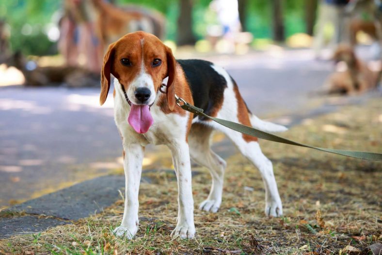 Amerikan Foxhound