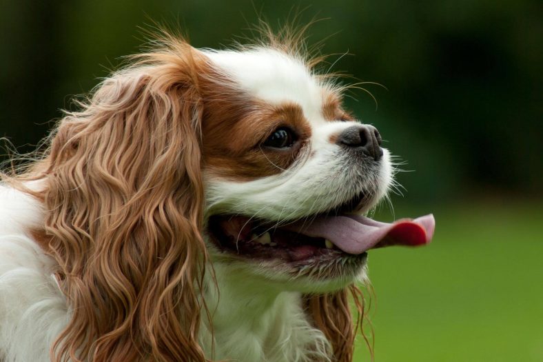 Cavalier King Charles Spaniel Bakımı