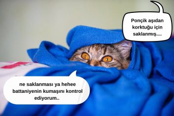 Kedi Tüy Dökme Aşısı Fiyatı