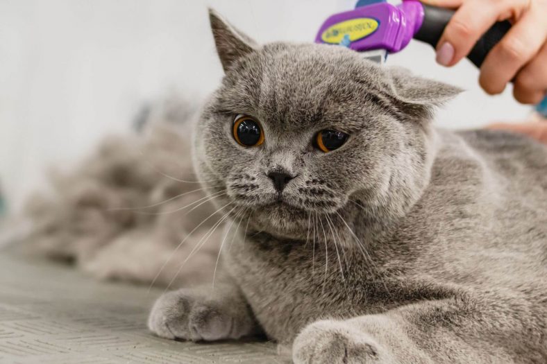 Kedilerin Tüy Dökmemesi İçin Aşı