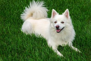 American Eskimo