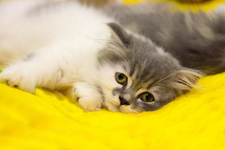 Kedilerin Mutsuz Olduğu Nasıl Anlaşılır?