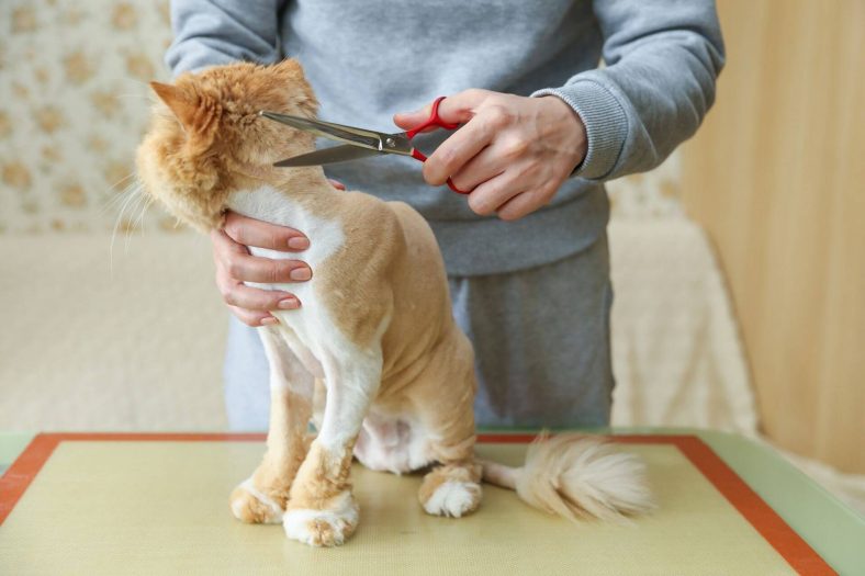 Kediler Tıraş Edilir mi?