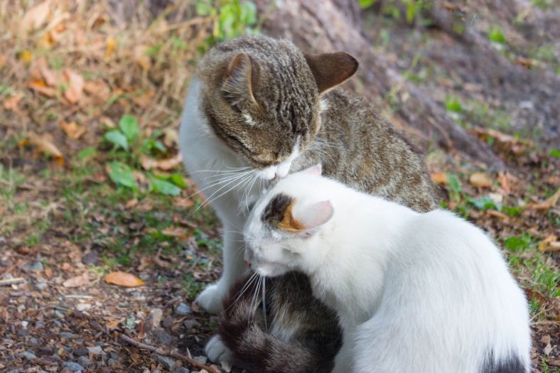 Anne Kedi Yavrularını Dövüyor