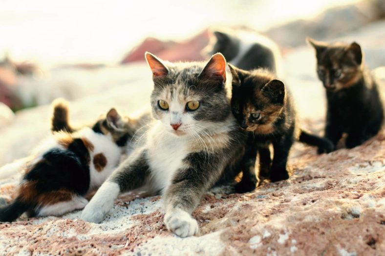 Anne Kedi Yavrularını Taşıyor