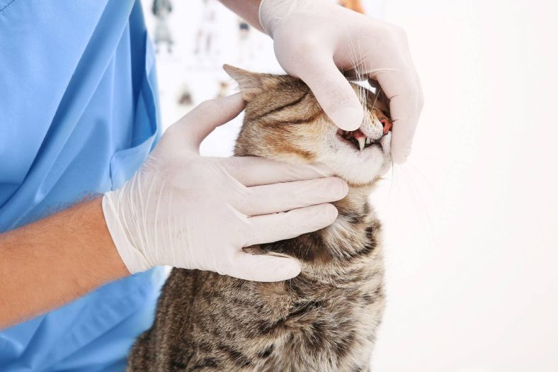 Kedilerde Diş Hastalıkları 