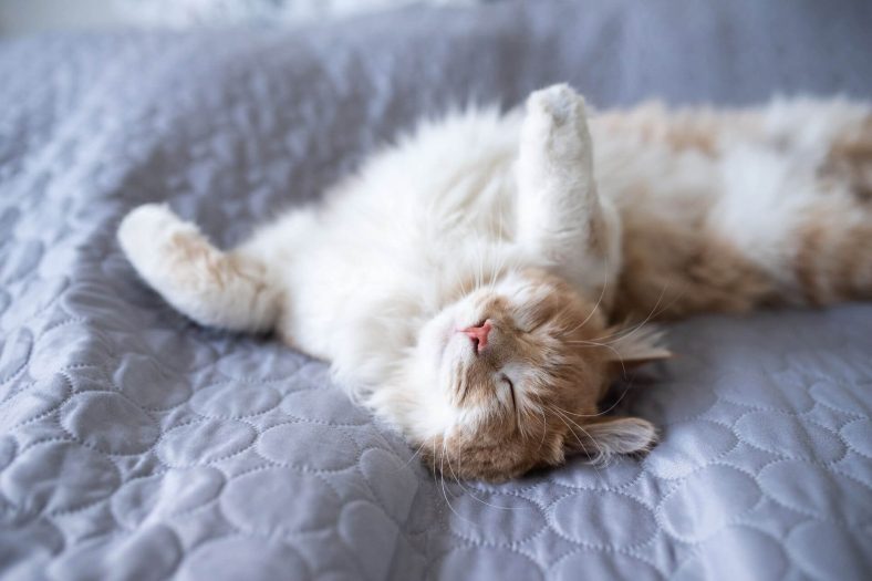 Kedilerin Uyku Pozisyonları ve Anlamları