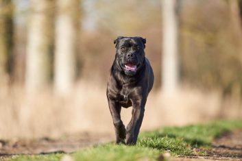 Cane Corso Italiano