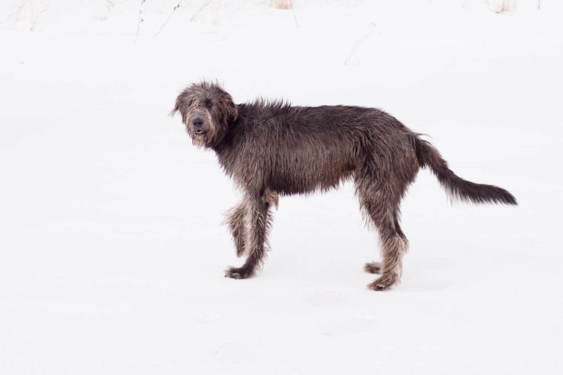 İrlanda Kurt Köpeği Bakımı
