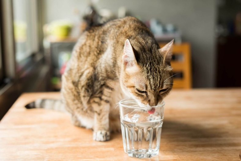 Kediye Soğuk Su Verilir mi?