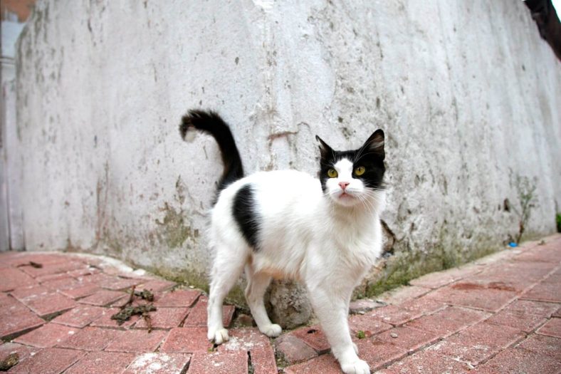 Evde Büyüyen Kedi Sokakta Yaşayabilir mi?