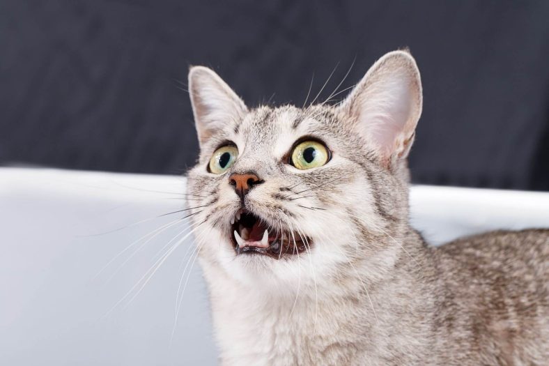 Kediler Neden Ağlar Gibi Ses Çıkarır?