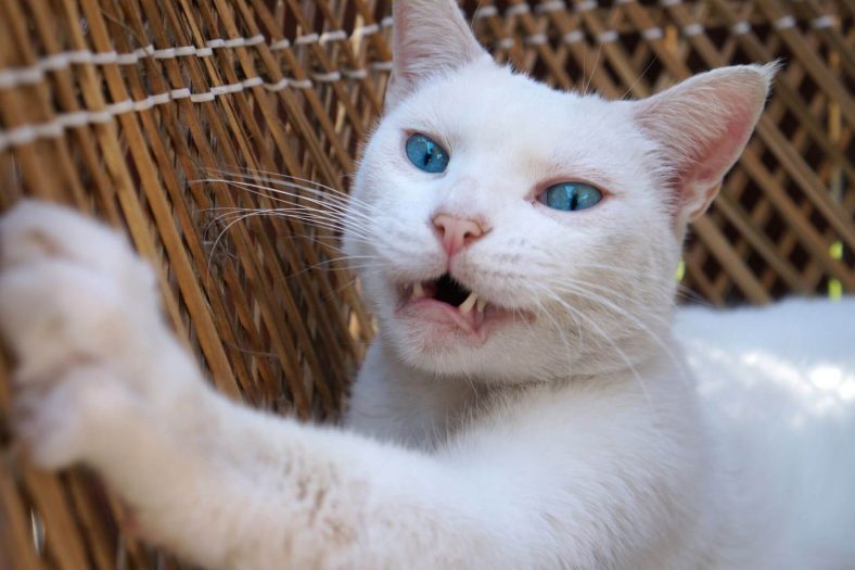 Kedimin Burnu Beyaz