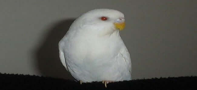 albino muhabbet kuşu örneği