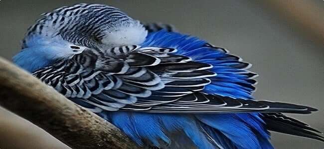 kobalt mavi muhabbet kuşu örneği