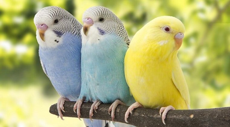muhabbet kuşu renkleri ve desenleri
