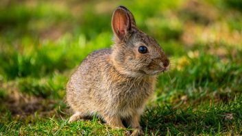 en güzel tavşan isimleri