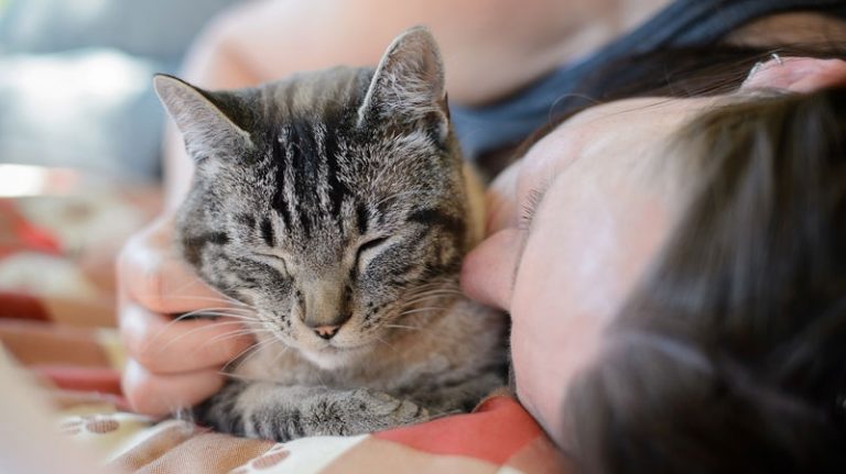 Kedi mırlaması ve insan sağlığına faydaları