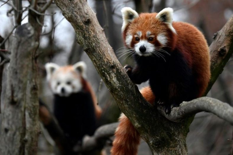 Kızıl panda görünümü